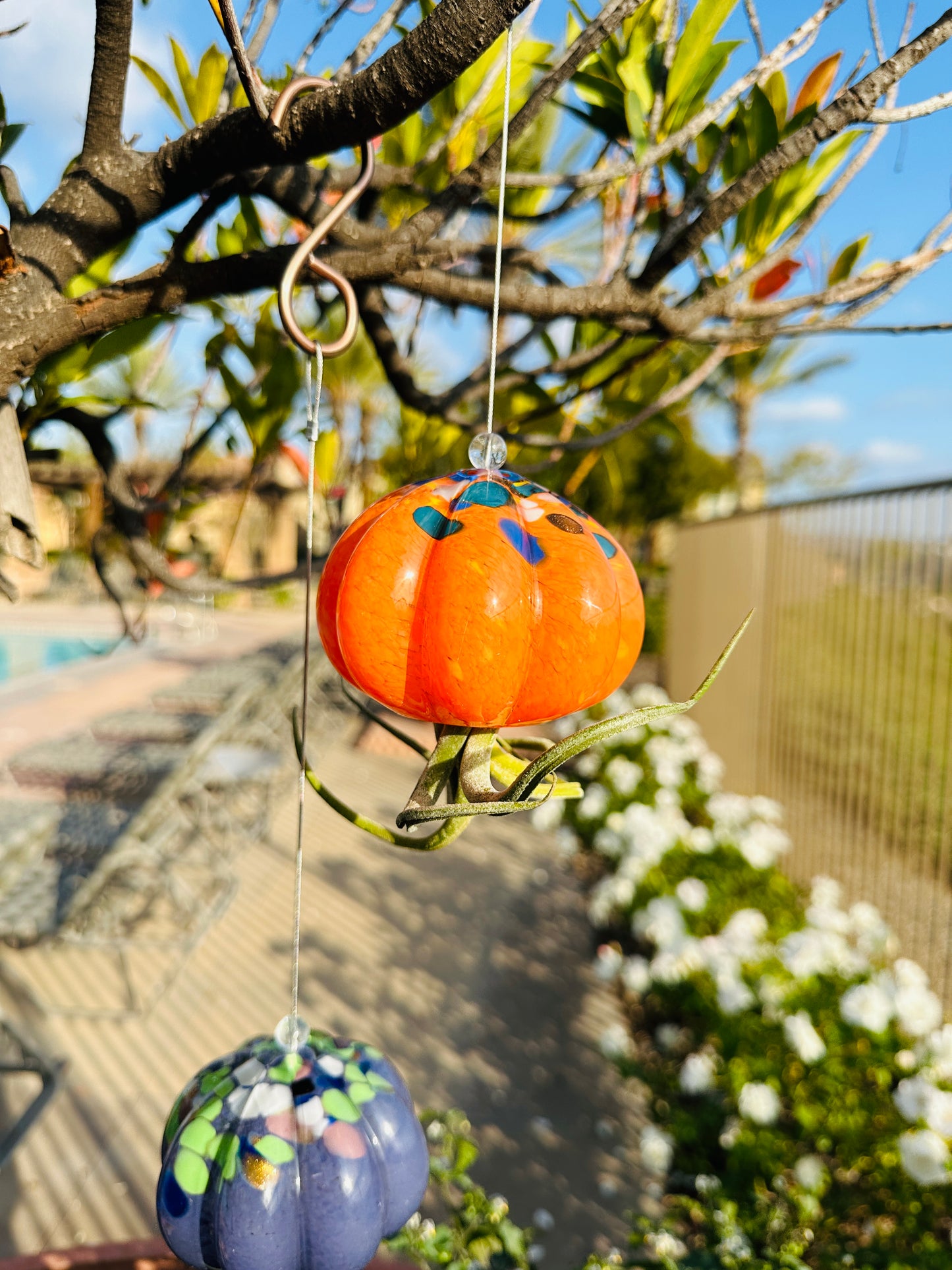 Cauliflower Jellyfish Air Plant Holder with optional air plant