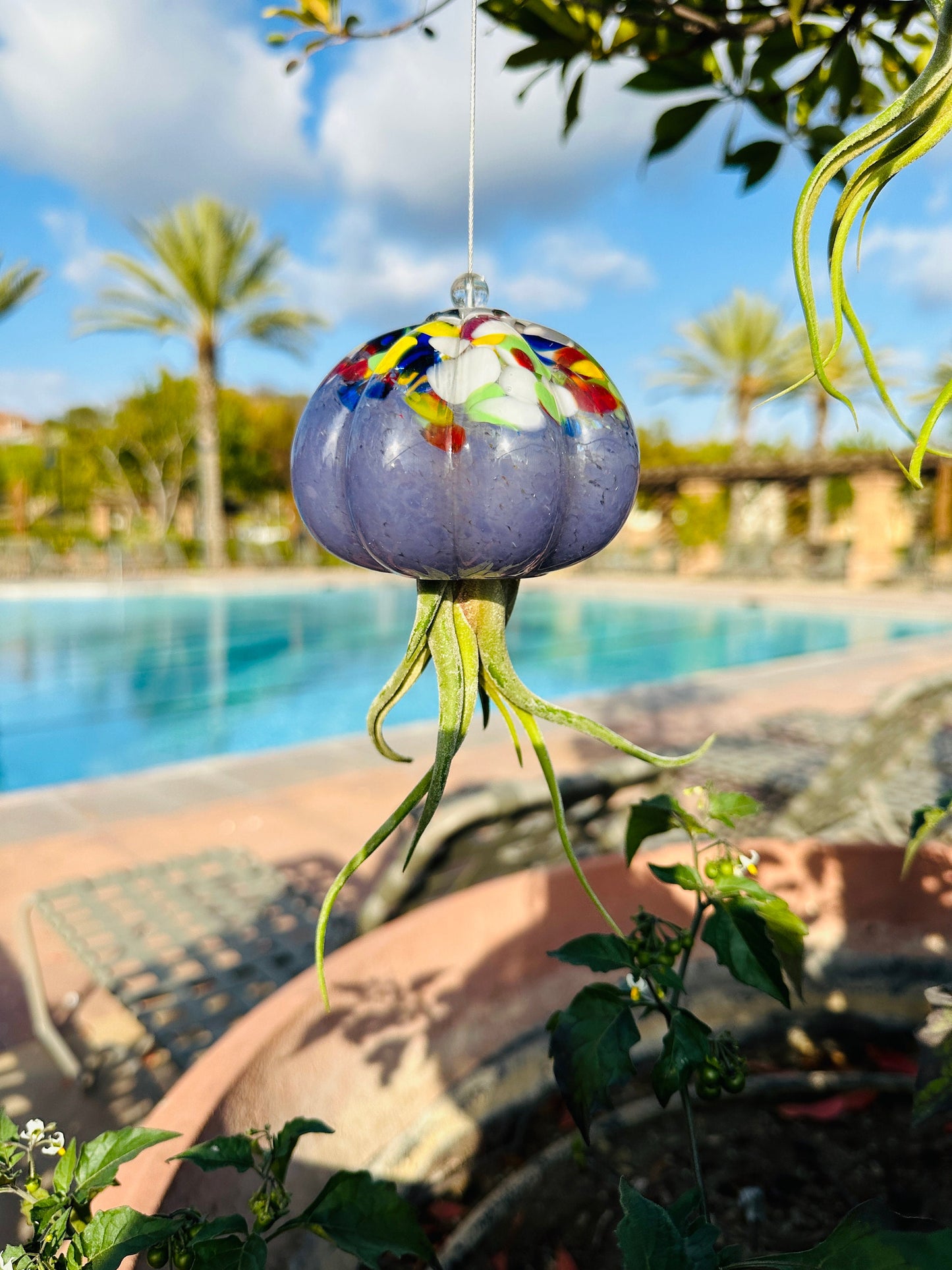Cauliflower Jellyfish Air Plant Holder with optional air plant