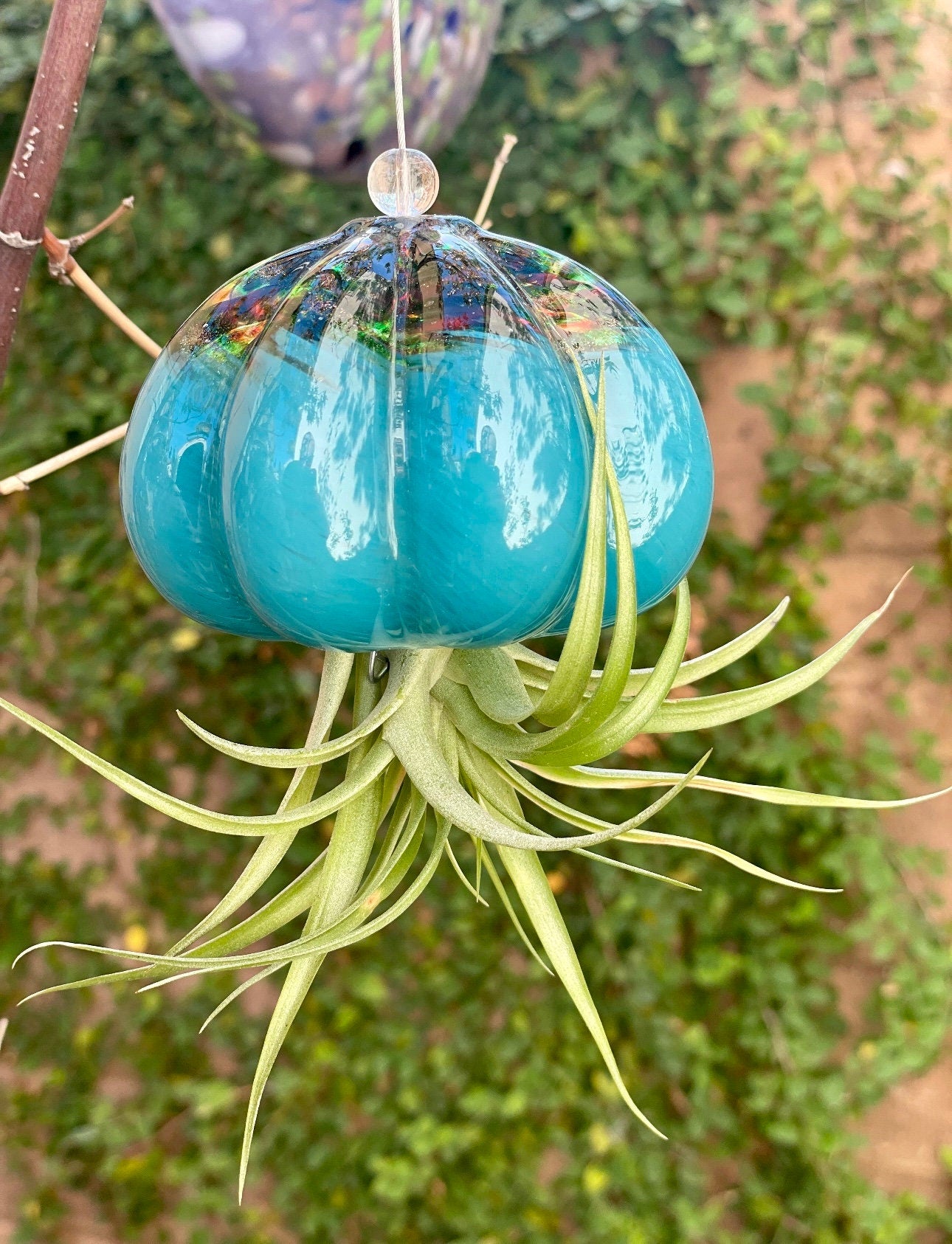 Cauliflower Jellyfish Air Plant Holder with optional air plant